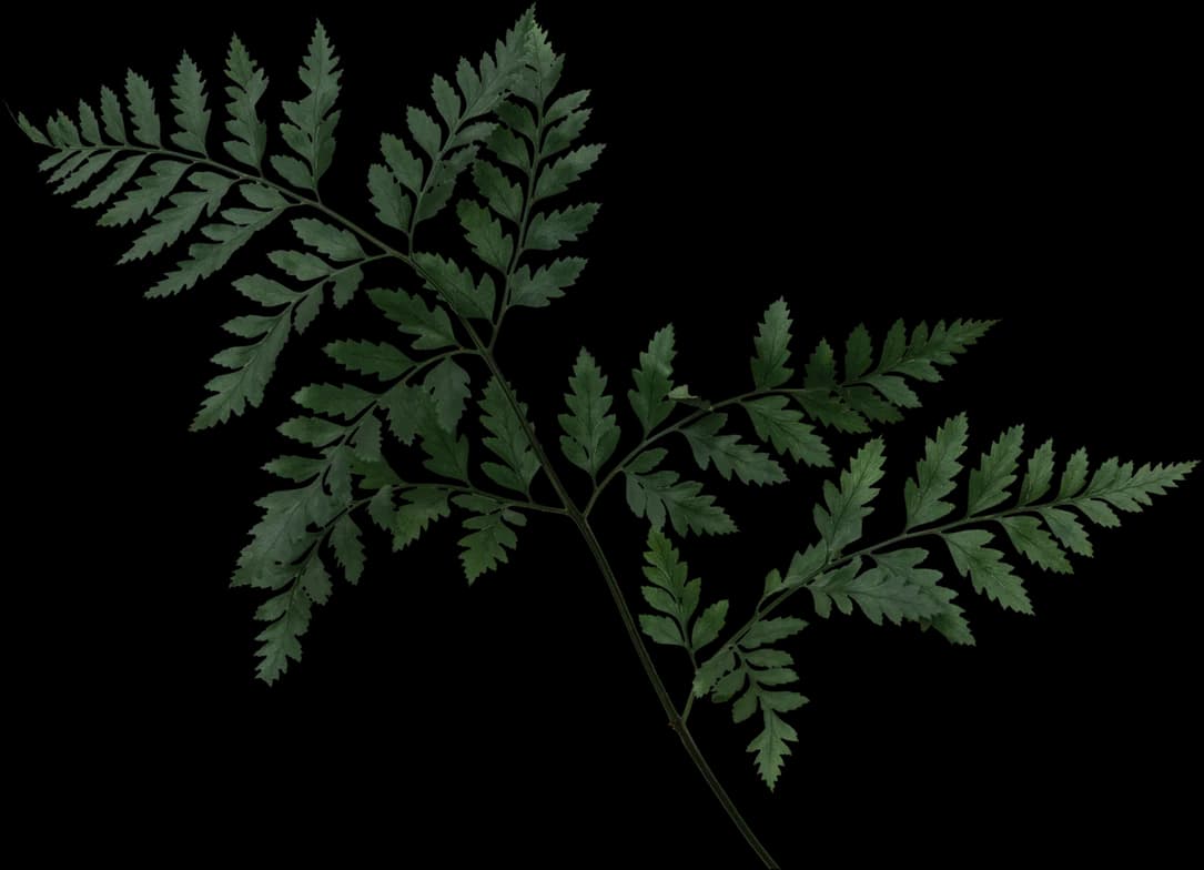 leaf