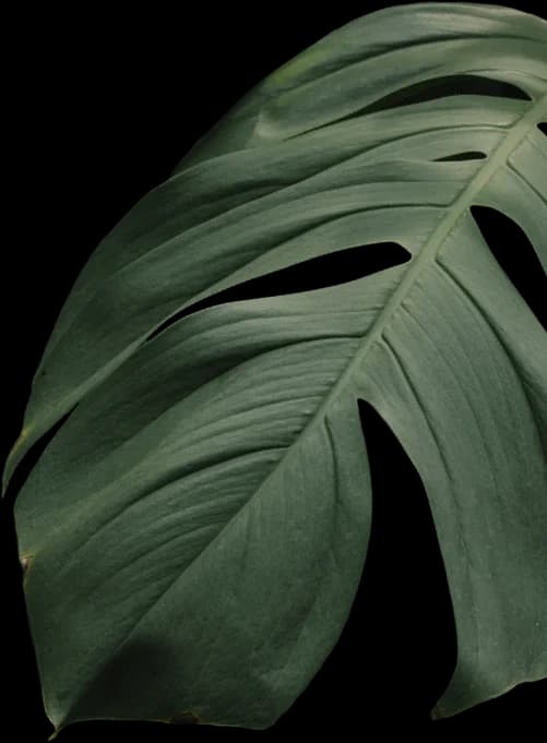 leafRight
